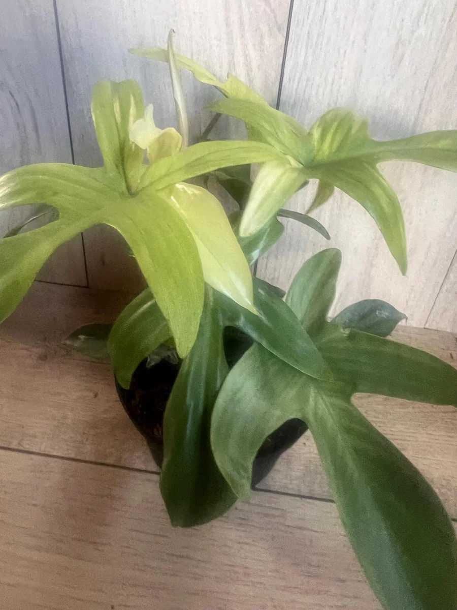 Philodendron Florida Ghost Mint Variegated Live Plant - 6 inch Pot - Indoor - Image 3