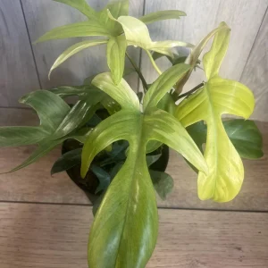 Philodendron Florida Ghost Mint Variegated Live Plant - 6 inch Pot - Indoor - Image 1