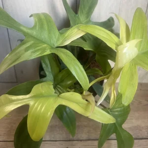 Philodendron Florida Ghost Mint Variegated Live Plant - 6 inch Pot - Indoor - Image 4