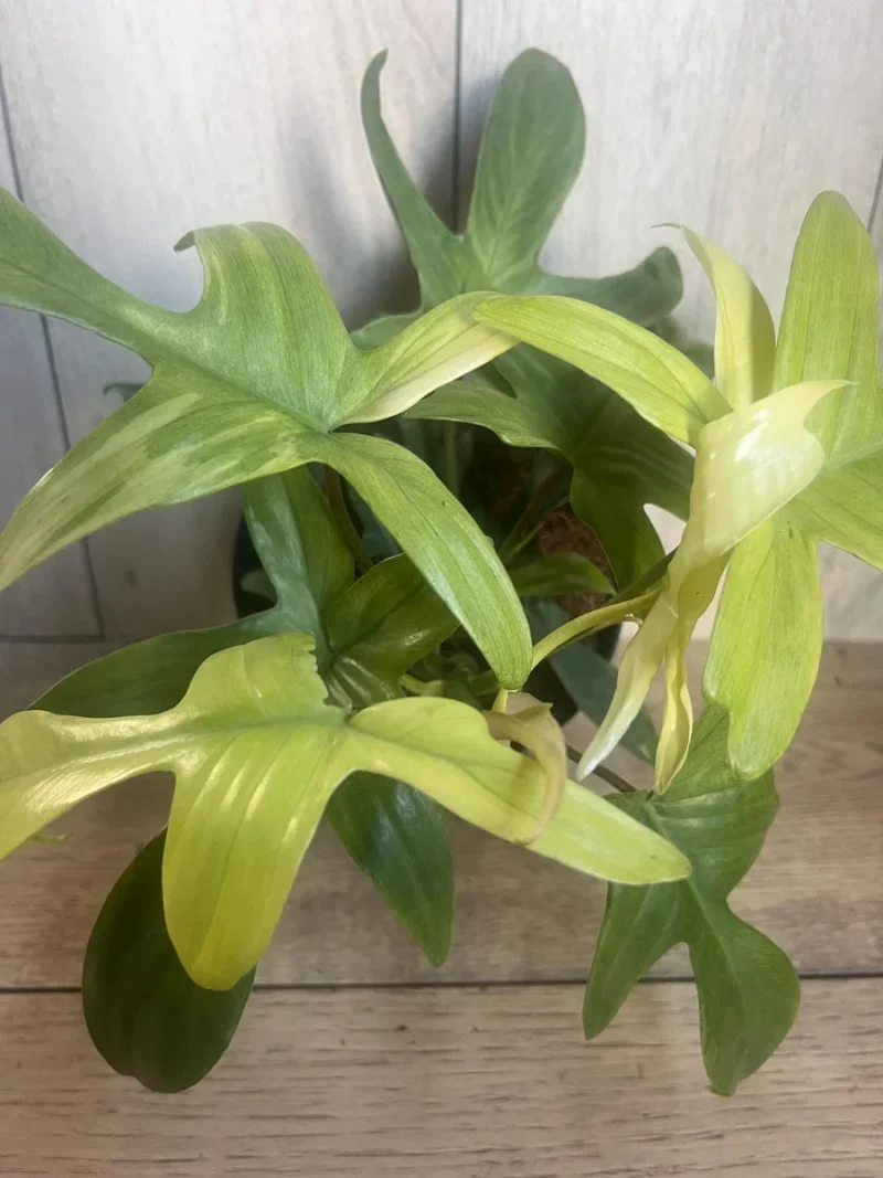 große philodendron Philodendron Melanochrysum – Foliage Dreams main image 1