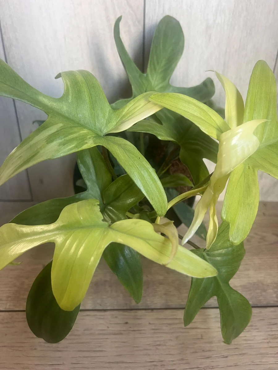 Philodendron Florida Ghost Mint Variegated Live Plant - 6 inch Pot - Indoor - Image 4