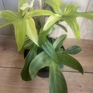 Philodendron Florida Ghost Mint Variegated Live Plant - 6 inch Pot - Indoor - Image 5
