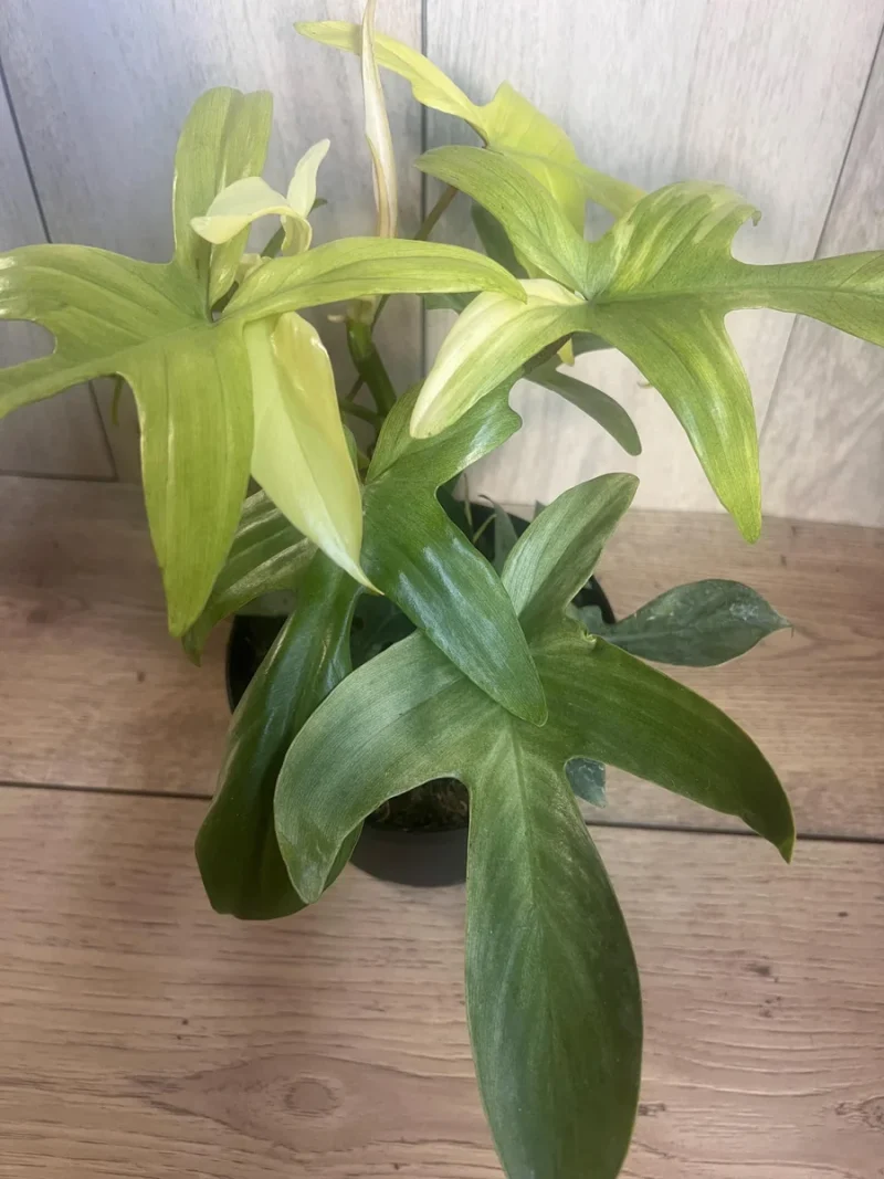 yucca for plants Nearly Natural 46 in. Indoor/Outdoor UV-Resistant Artificial Yucca Tree