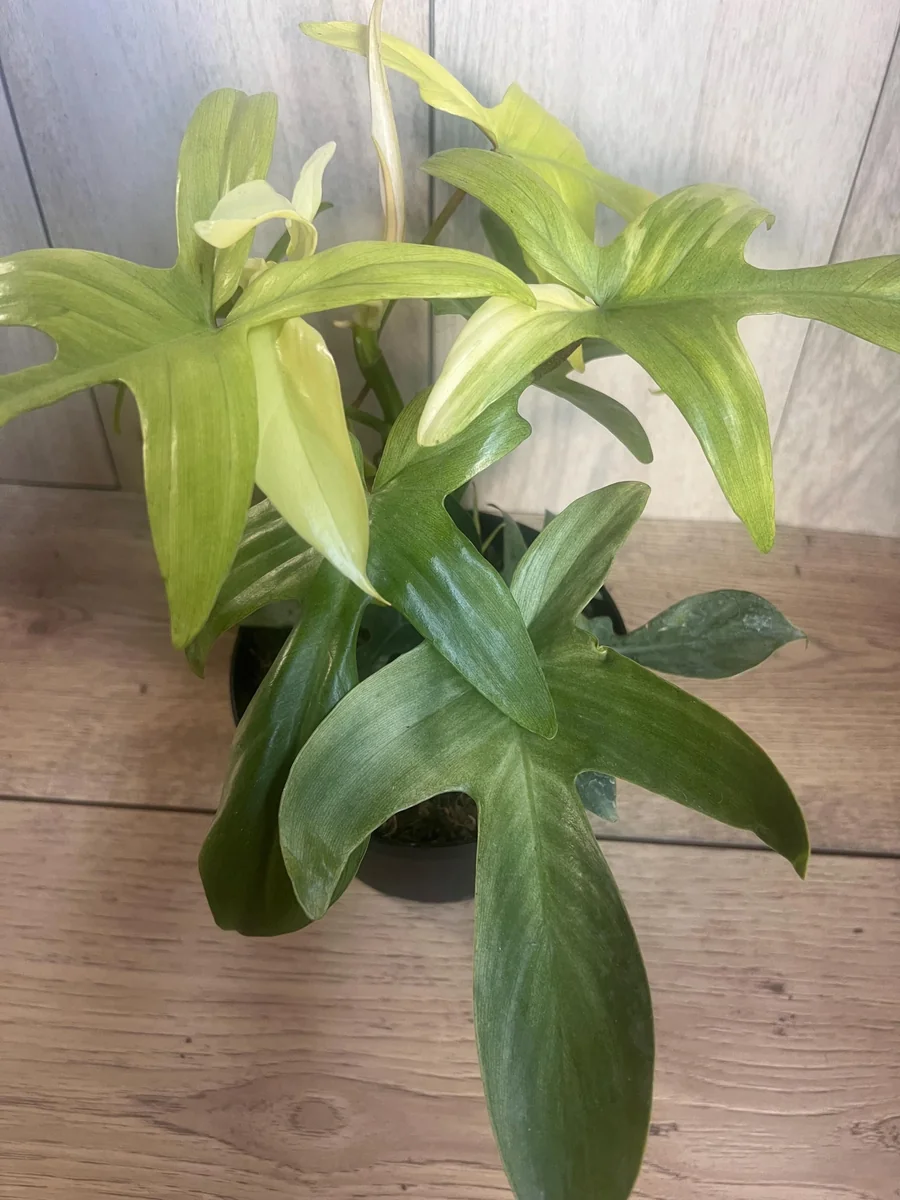 Philodendron Florida Ghost Mint Variegated Live Plant - 6 inch Pot - Indoor - Image 5