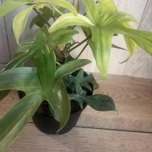 Philodendron Florida Ghost Mint Variegated Live Plant - 6 inch Pot - Indoor - Image 6