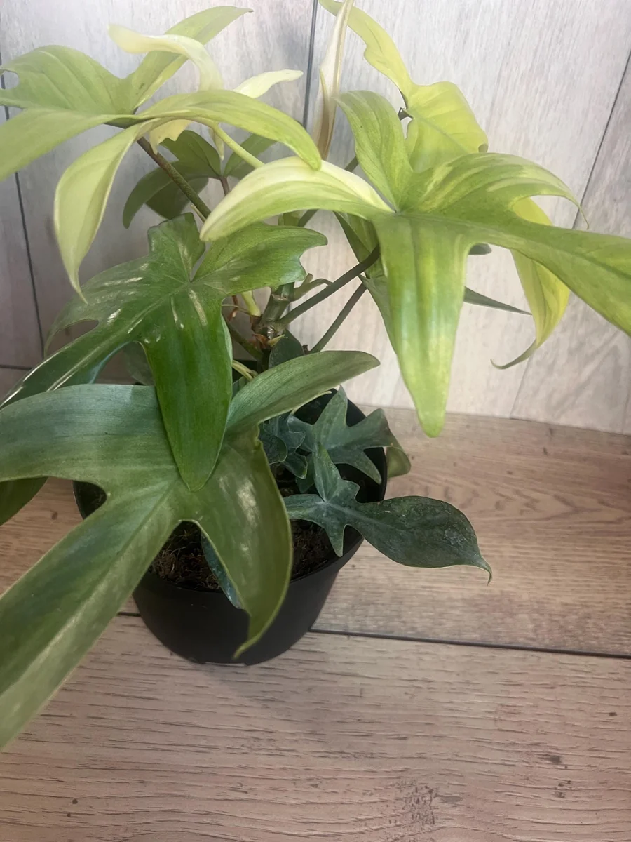 Philodendron Florida Ghost Mint Variegated Live Plant - 6 inch Pot - Indoor - Image 6