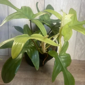 Philodendron Florida Ghost Mint Variegated Live Plant - 6 inch Pot - Indoor - Image 7