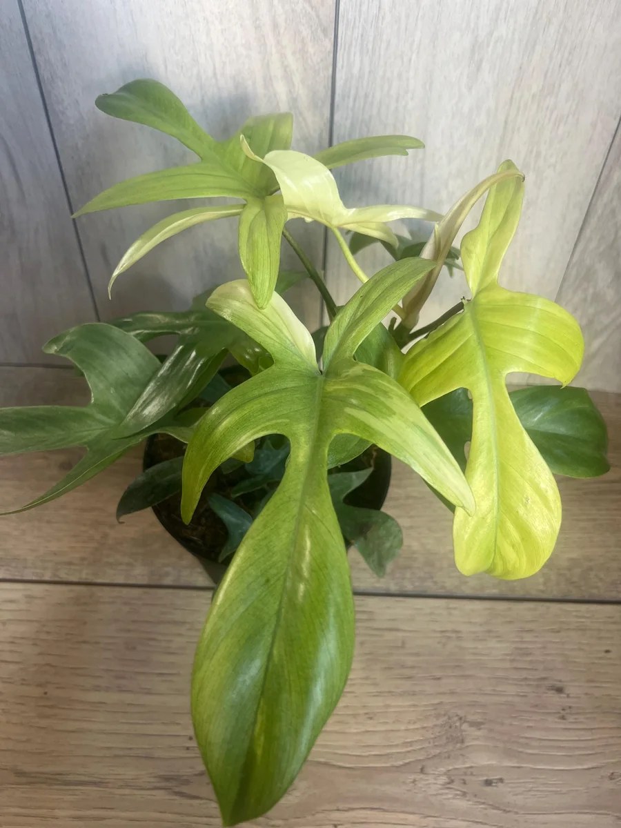 Philodendron Florida Ghost Mint Variegated Live Plant - 6 inch Pot - Indoor - Image 8