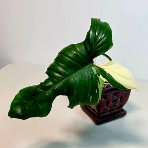 Philodendron Golden Dragon Variegated Live Plant - Rare Indoor Aroid - Image 2