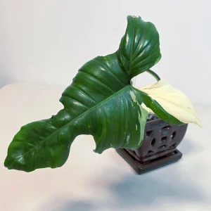 Philodendron Golden Dragon Variegated Live Plant - Rare Indoor Aroid - Image 3