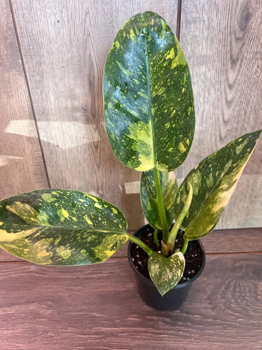 Philodendron Green Congo Nuclear Variegated Live Plant – 4 inch Pot – Indoor Tropical - Image 2