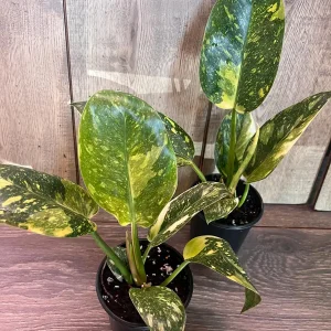 Philodendron Green Congo Nuclear Variegated Live Plant – 4 inch Pot – Indoor Tropical - Image 5