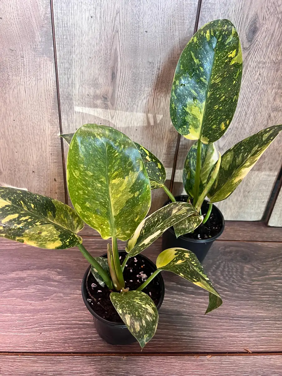 Philodendron Green Congo Nuclear Variegated Live Plant – 4 inch Pot – Indoor Tropical - Image 5