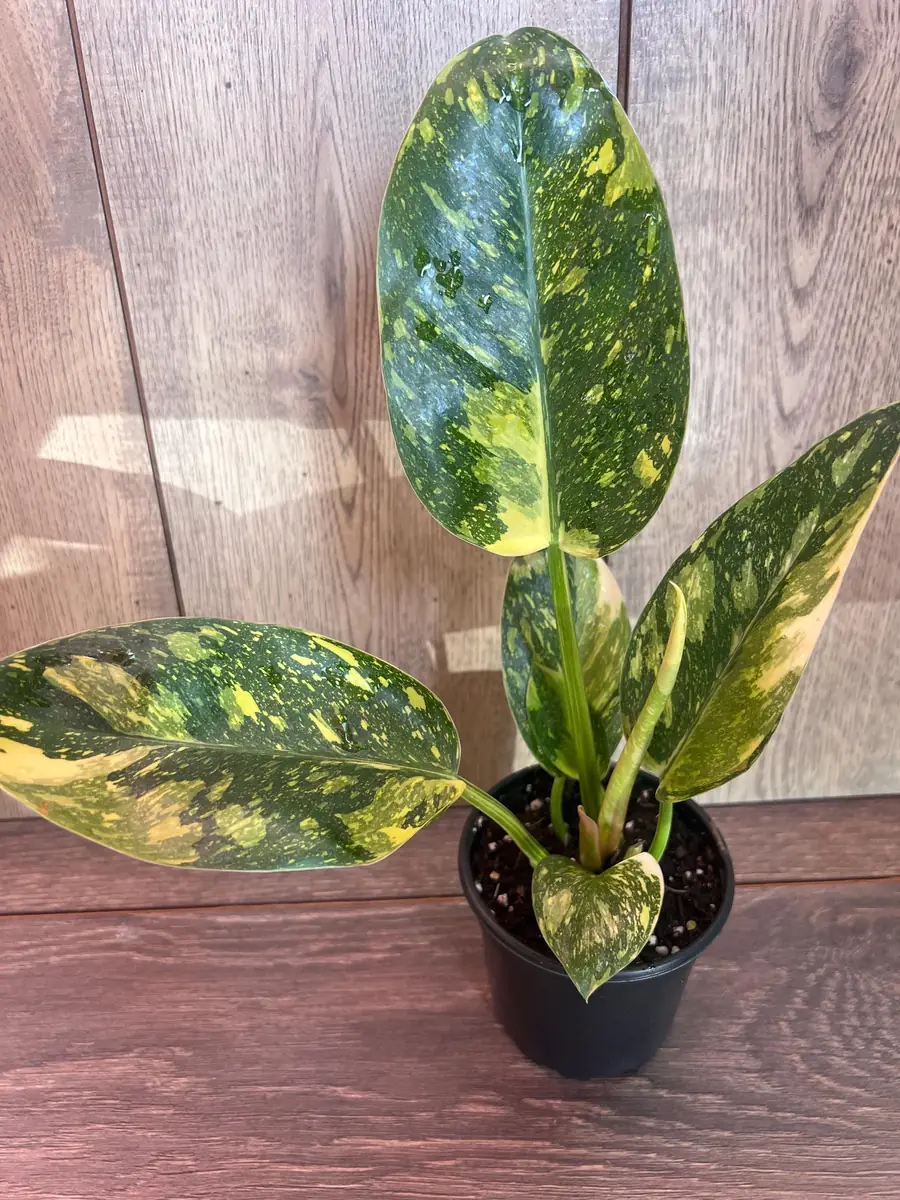 Philodendron Green Congo Nuclear Variegated Live Plant – 4 inch Pot – Indoor Tropical - Image 6