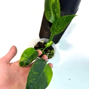 Philodendron Green Congo Variegated Live Plant - Hybrid Houseplant for Indoor Decor - Image 2