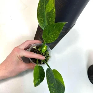 Philodendron Green Congo Variegated Live Plant - Hybrid Houseplant for Indoor Decor - Image 4