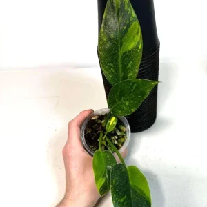 Philodendron Green Congo Variegated Live Plant - Hybrid Houseplant for Indoor Decor - Image 5