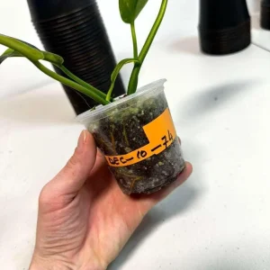 Philodendron Green Congo Variegated Live Plant - Hybrid Houseplant for Indoor Decor - Image 6