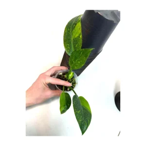 Philodendron Green Congo Variegated Live Plant - Rare Indoor Houseplant - Image 1