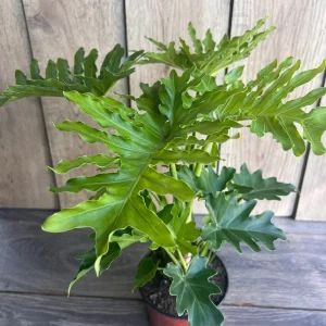 Philodendron Lickety Split Live Plant - 6 inch Pot - Potted Houseplant - Image 2