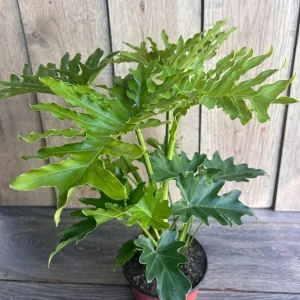Philodendron Lickety Split Live Plant - 6 inch Pot - Potted Houseplant - Image 3