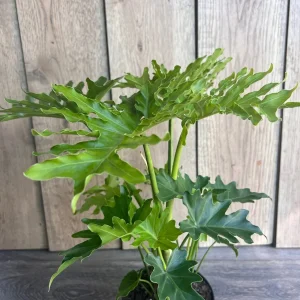 Philodendron Lickety Split Live Plant - 6 inch Pot - Potted Houseplant - Image 4