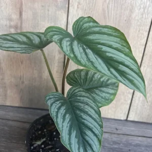 Philodendron Mamei Live Plant - Silver Cloud Aroid, 4-6 inch Pot, Indoor - Image 3
