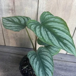Philodendron Mamei Live Plant - Silver Cloud Aroid, 4-6 inch Pot, Indoor - Image 4