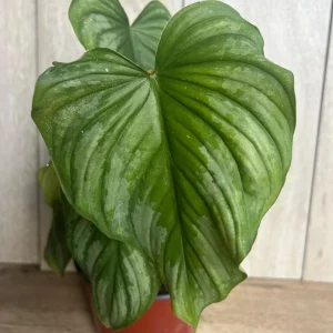 Philodendron Mamei Live Plant - Silver Cloud Aroid, 4-6 inch Pot, Indoor - Image 6