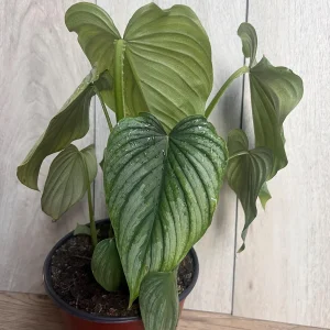 Philodendron Mamei Live Plant - Silver Cloud Aroid, 4-6 inch Pot, Indoor - Image 7