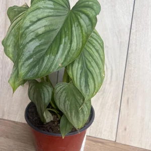 Philodendron Mamei Live Plant - Silver Cloud Aroid, 4-6 inch Pot, Indoor - Image 8