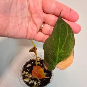 Philodendron Mican Aurea Live Plant - Variegated Collector Houseplant - Potted - Image 1