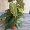 Philodendron Micans Live Plant – 4 inch Pot – Velvet Leaf Trailing Houseplant - Image 1