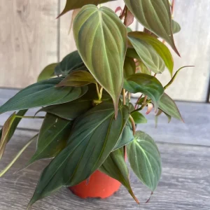 Philodendron Micans Live Plant – 4 inch Pot – Velvet Leaf Trailing Houseplant - Image 2