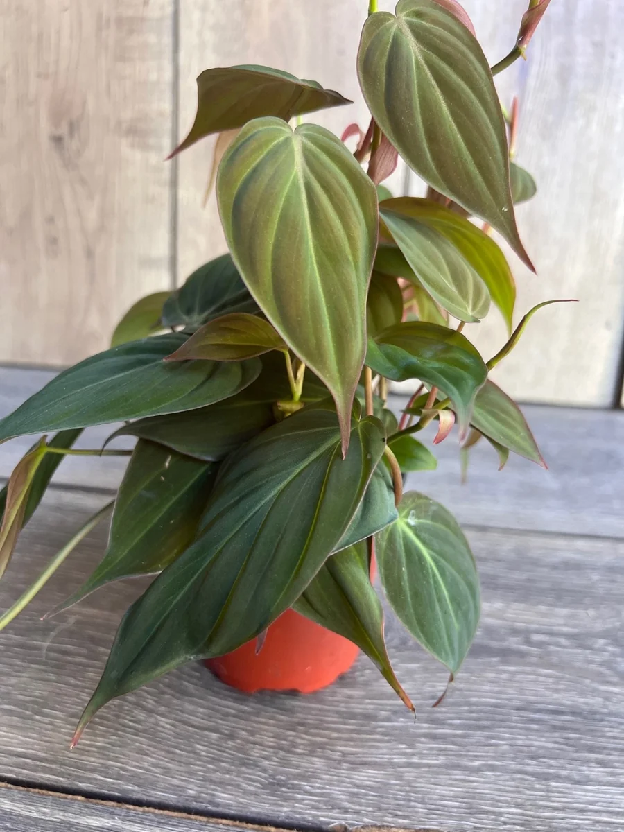 Philodendron Micans Live Plant – 4 inch Pot – Velvet Leaf Trailing Houseplant - Image 2