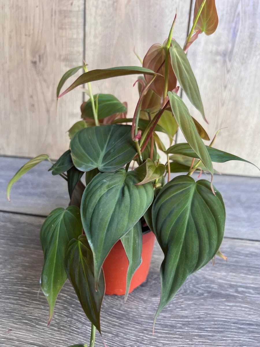 Philodendron Micans Live Plant – 4 inch Pot – Velvet Leaf Trailing Houseplant - Image 3