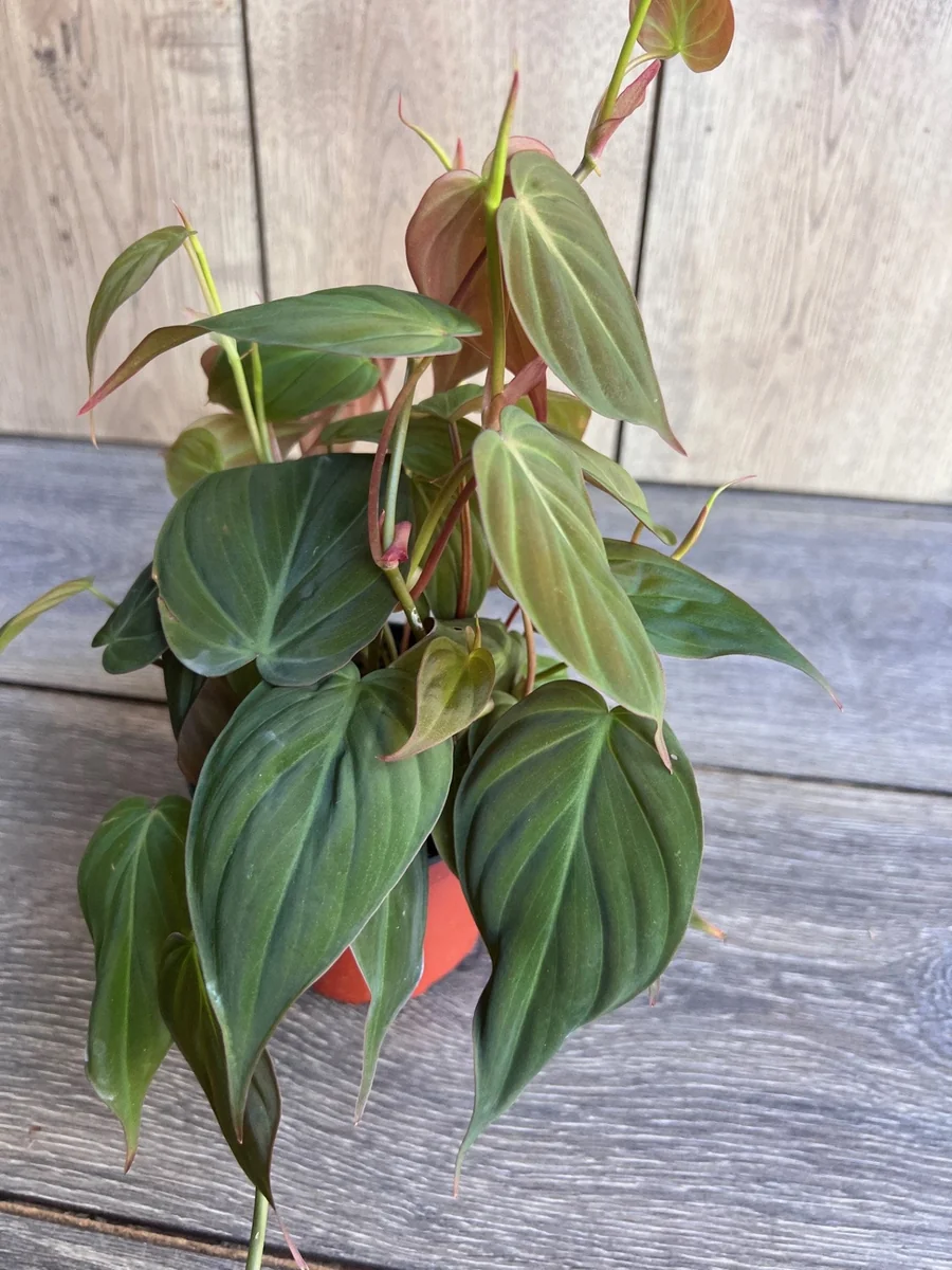 Philodendron Micans Live Plant – 4 inch Pot – Velvet Leaf Trailing Houseplant - Image 4