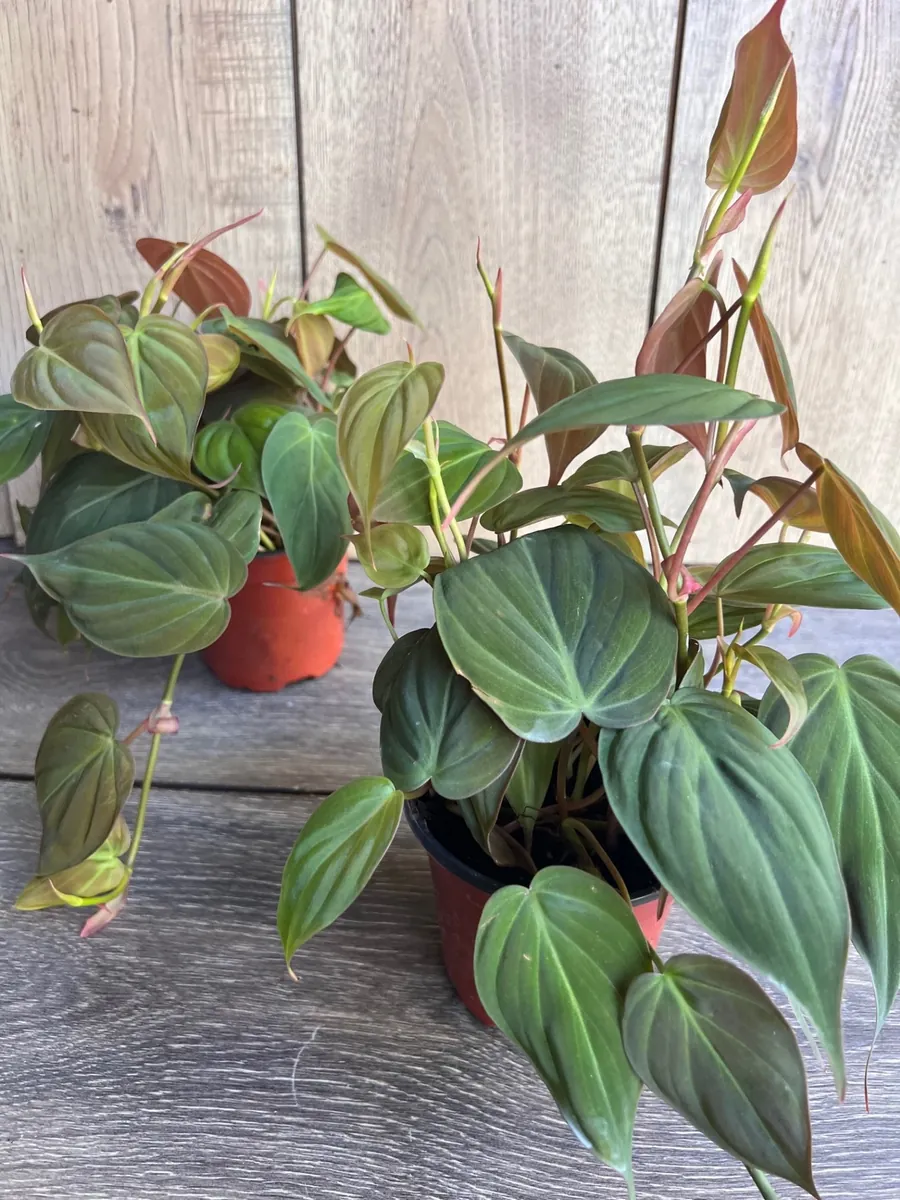 Philodendron Micans Live Plant – 4 inch Pot – Velvet Leaf Trailing Houseplant - Image 5