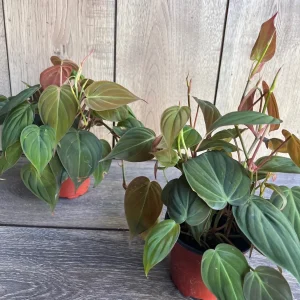 Philodendron Micans Live Plant – 4 inch Pot – Velvet Leaf Trailing Houseplant - Image 6