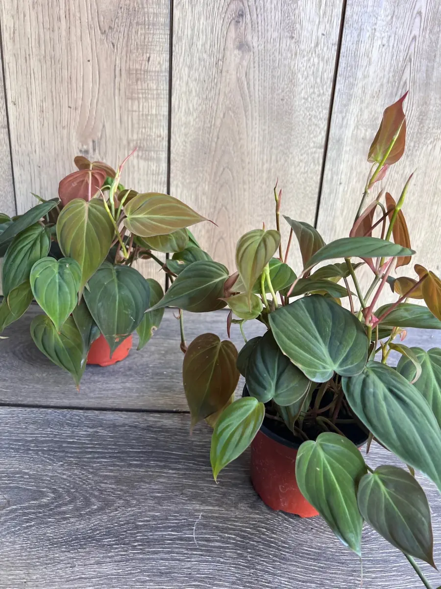 Philodendron Micans Live Plant – 4 inch Pot – Velvet Leaf Trailing Houseplant - Image 6