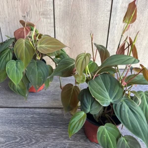 Philodendron Micans Live Plant – 4 inch Pot – Velvet Leaf Trailing Houseplant - Image 7