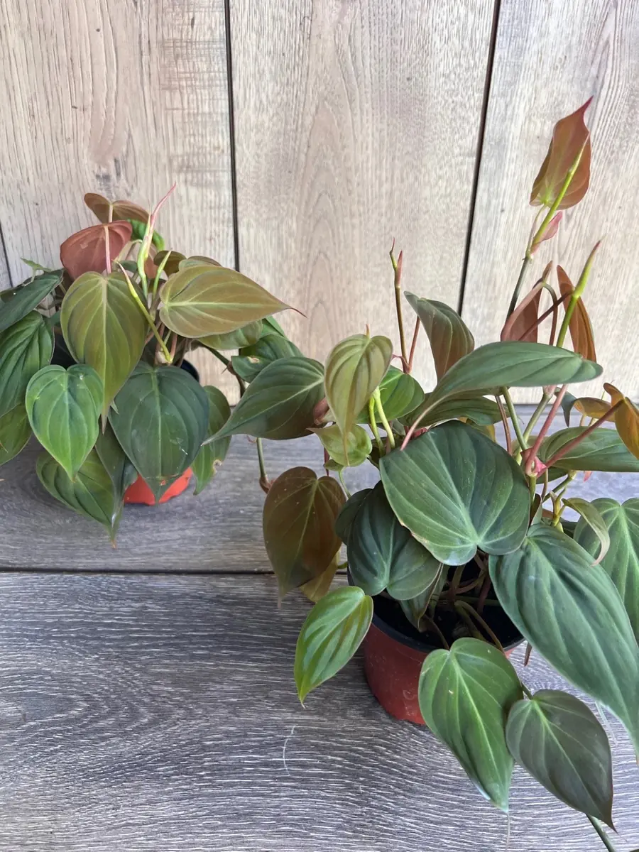 Philodendron Micans Live Plant – 4 inch Pot – Velvet Leaf Trailing Houseplant - Image 7