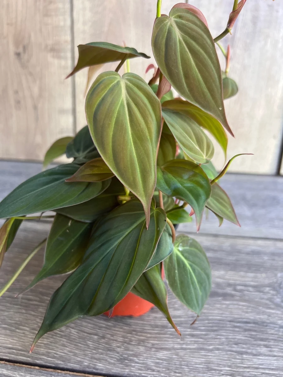 Philodendron Micans Live Plant – 4 inch Pot – Velvet Leaf Trailing Houseplant - Image 1