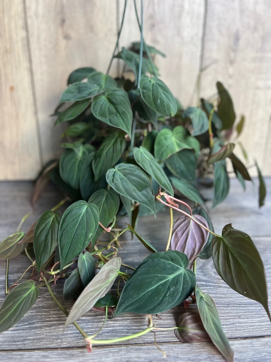 Philodendron Micans Live Plant – 8 inch HB Pot – Indoor Houseplant - Image 2