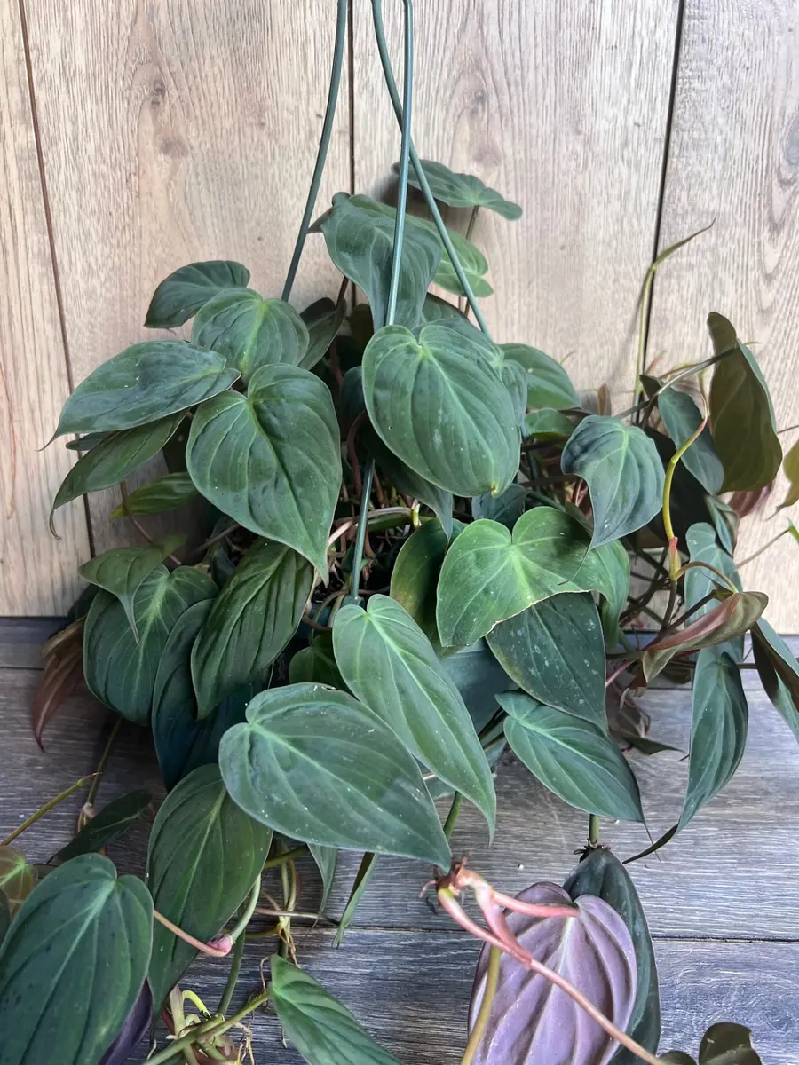 Philodendron Micans Live Plant – 8 inch HB Pot – Indoor Houseplant - Image 3