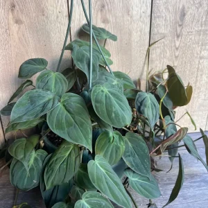 Philodendron Micans Live Plant – 8 inch HB Pot – Indoor Houseplant - Image 6