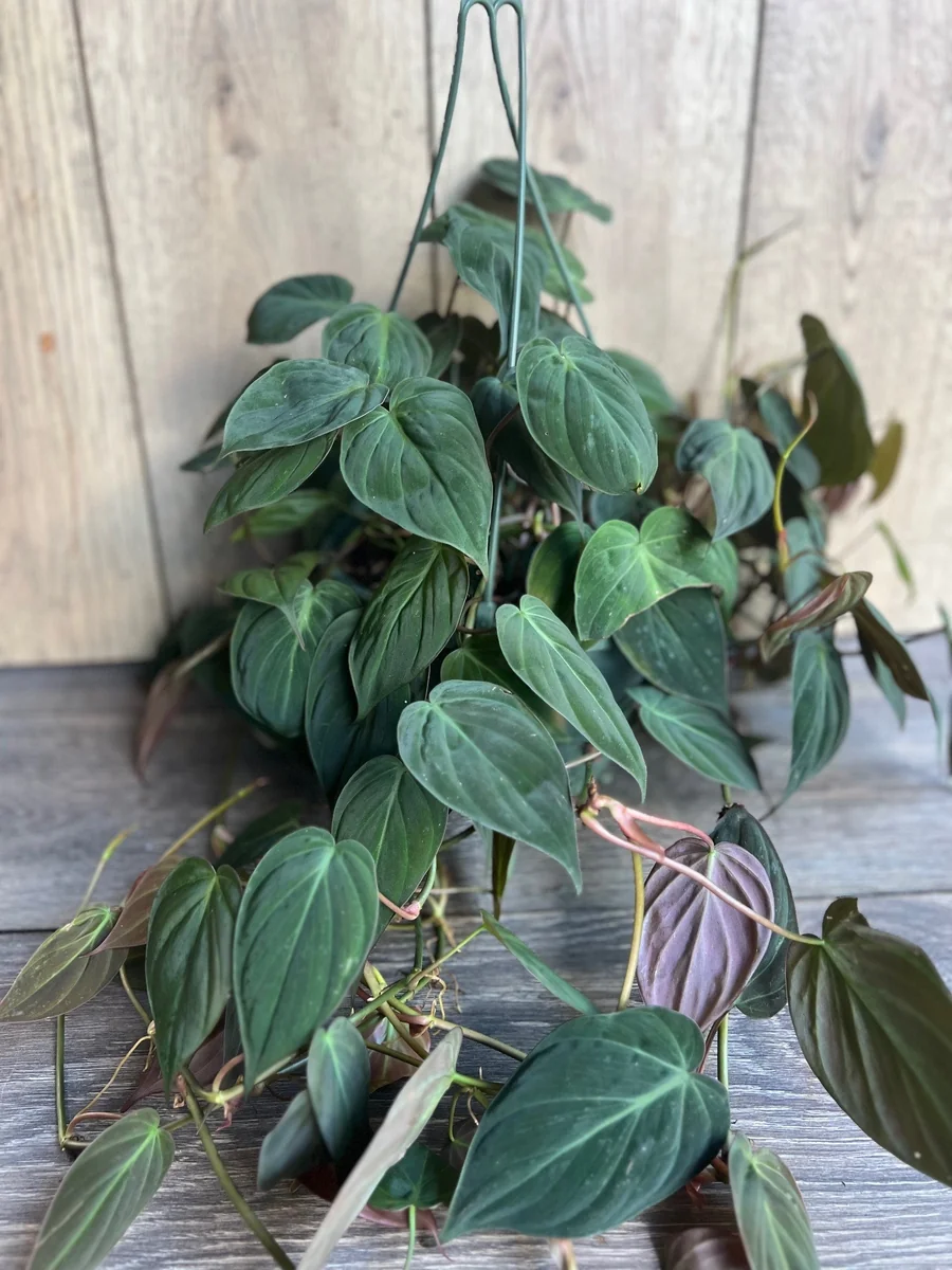 Philodendron Micans Live Plant – 8 inch HB Pot – Indoor Houseplant - Image 1