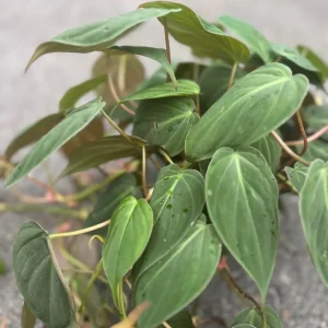 Philodendron Micans Live Plant – Heart-Shaped Velvet Leaves, 6-inch Pot, Indoor Trailing Plant - Image 3