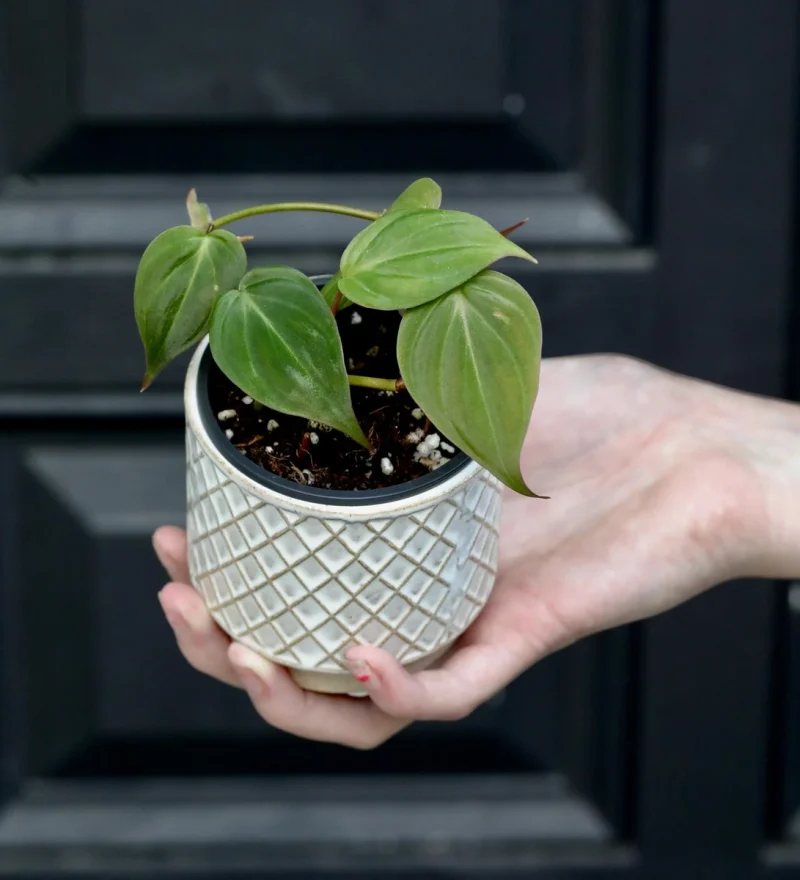 Philodendron Micans Velvet Plant - 2" Pot - Easy Care Houseplant