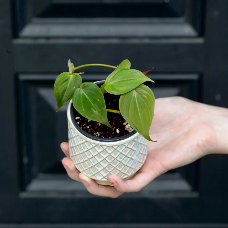 Philodendron Micans Velvet Plant - 2" Pot - Easy Care Houseplant